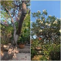 ราคา ต้นลีลาวดี ขาวพวง (มือสอง) (360638144)