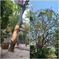 ราคา ต้นลีลาวดี ดอกชมพูแดง (มือสอง) (360638192)