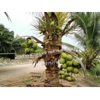 ราคา ต้นมะพร้าว​น้ำหอมต้นเตี้ยขุดล้อม (มือหนึ่ง) (356746853)