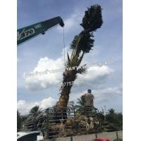 ราคา ต้นมะพร้าวน้ำหอมขุดล้อมต้นเตี้ยออกลูก​แล้ว (มือหนึ่ง) (356047819)