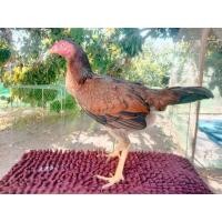 ราคา แม่พันธุ์ไก่พม่าแข้งหน้า (360645451)