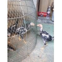 ราคา ลูกไก่ชนสายพันธ์ดี สายขาวแข้งบรรทม โครงสร้างดีกระดูกดีมากฯ (360644262)