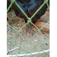 ราคา ไก่สาวพม่าแข้งหน้า (360642846)