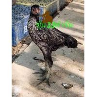 ราคา แบ่งไก่ชนเยียร์ เพศเมียเท่านั้น อายุ 4 เดือน มีทั้งหมด 15 ตัว ตัวละ 3 ใบแดง 3 ใบเขียว และ คู่ละ 6 ใบแดงถ้วน (360638971)