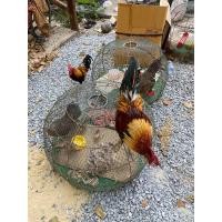 ราคา ไก่ป่า แท้ (360632184)