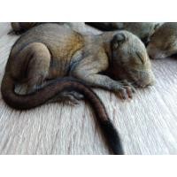 ราคา กระรอกดงเพชร ยังไม่ลืมตา โครงใหญ่ เเข้็งเเรง (360638626)