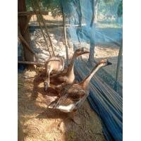 ราคา ห่านจีนตัวเต็มวัย ผู้ 1 เมีย 2 (360609094)