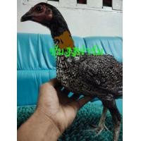 ราคา ไก่สาวเยียร์ตีแผลวงแดงแม่นตอพิเศษโครงสร้างดีกระดูกง่อน (360648925)