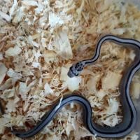 ราคา CORN SNAKE ANERY STRIPE (เมีย) (360636891)