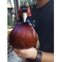 ราคา ไก่ฟ้าคอแหวนแดง.. คอแหวนเขียว (360648256)