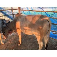 ราคา วัวสาวตัวเมีย (360633362)