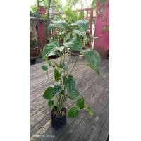 ราคา ต้นชะพลู (มือหนึ่ง) (360632393)