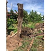 ราคา ไม้ประดู่สำหรับทำเสารั้วและศาลา (มือหนึ่ง) (358997815)