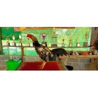 ราคา พม่าง่อนตีหูเสียขา ไก่ชนสายตีหูเสียขา (360626845)