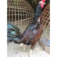 ราคา ไก่ชนพม่า (360626739)