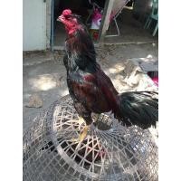 ราคา ไก่ชนพม่า (360626645)