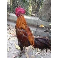 ราคา ไก่ชนพม่า (360626572)