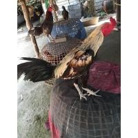 ราคา ไก่ชนพม่า (360626442)