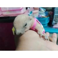 ราคา กระรอก เผือกสระบุรี 1.5 เดือน (360626306)