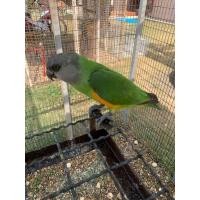 ราคา เซเนกัล (360628037)