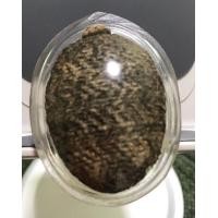 ราคา เบี้ยแก้หลวงปู่รอด วัดนายโรง ตัวใหญ่ หูยังอยู่ (มือสอง) (360083785)