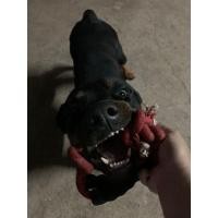 ราคา พ่อพันธุ์ร็อตไวเลอร์รับผสม Male Rottweiler Breeder (มือหนึ่ง) (360619559)