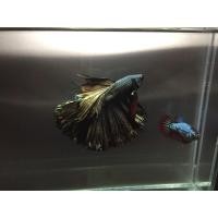 ราคา ปลากัดฮาฟมูน king Copper (358684603)