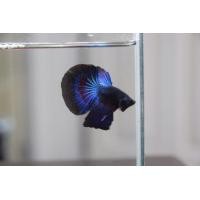 ราคา ปลากัด ฮาฟมูน บลู (358684584)