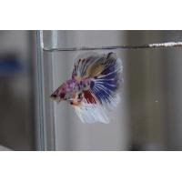 ราคา ปลากัด ฮาฟมูน กาแลคซี (358684574)