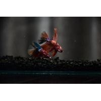 ราคา ปลากัด ฮาฟมูน กาแลคซี นีโม่ (360092319)