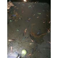 ราคา ปลากัดฮาฟมูน (356869308)