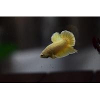 ราคา พ่อพันธุ์ ปลากัด โกลดราก้อน (358664750)