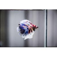 ราคา ปลากัด ฮาฟมูนมัลติคัลเลอร์ (358940356)