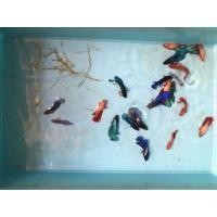 ราคา ปลากัดเมีย ฮาฟมูน (357553115)