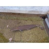 ราคา ปลาจระเข้ อัลลิเกเตอร์ยาว24นิ้ว (360625290)