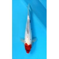 ราคา ปลาคาร์ฟ​นอก​ ตันโจโชว่าดอยซ์ (360608737)