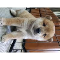 ราคา เปิดจองลูกชิบะ ญ ช (360617319)