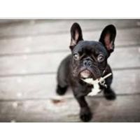 ราคา เฟร้นบูลด็อก (360614606)