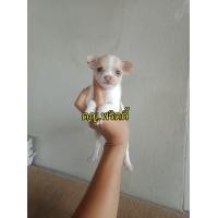 ราคา ชิวาวาแท้ไซส์เล็ก สวยๆ (360612316)