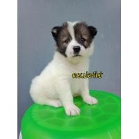 ราคา บางแก้วแท้ เพศผู้ (360612075)