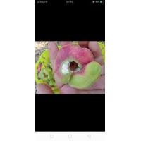 ราคา ต้นมะขามเทศ (มือหนึ่ง) (360625784)