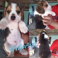 ราคา บีเกิ้ล (360610395)