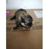 ราคา ลูกสุนัขปอมเปอร์เรเนียล สายพันธุ์แท้ เพศผู้ อายุ 45 วัน (0839280741) (360610184)