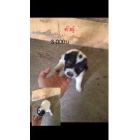 ราคา สุนัข บางแก้ว (360608166)