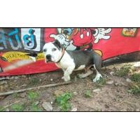 ราคา บูลลี่ (360607485)