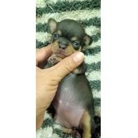 ราคา ชิวาวา ขนสั้น (360607657)