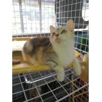 ราคา พร้อมบินแล้วจ้าาา สาวน้อยสกอตติชแท้ สินสอด 3000 ส่งทางเครื่องบินจ้า (360405202)