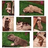 ราคา ลูกบูลลี่ (360625485)