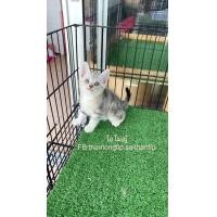 ราคา อเมริกันชอตแฮร์ (360624993)