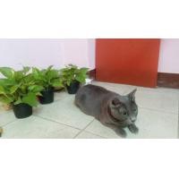 ราคา แมวสีสวาด(แมวโคราช)แท้ (355323004)